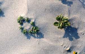 beach plant closeup (1)